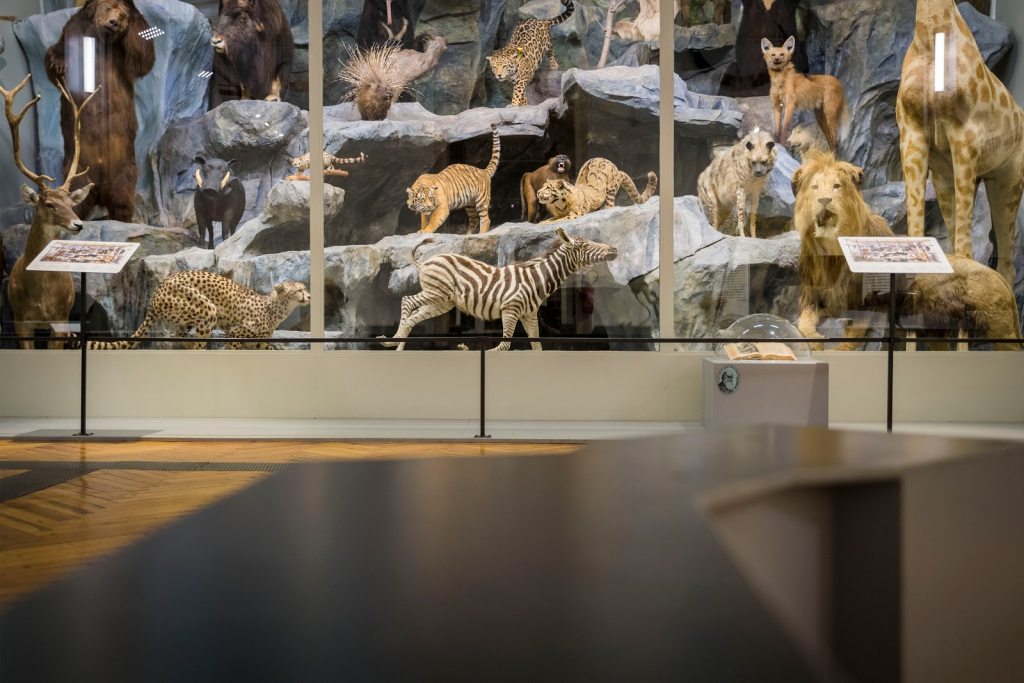 Museo de Historia Natural de Lille