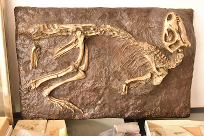 SalaExposició de minerals i fòssils