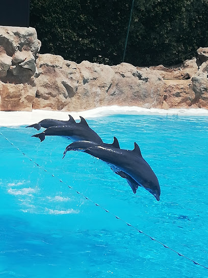 Suricatas - Loro Parque