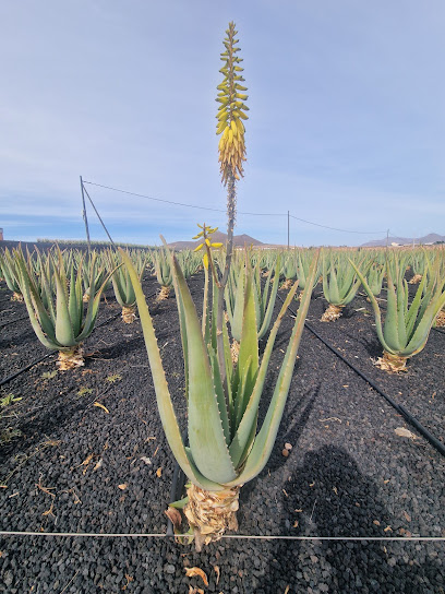 La Fábrica del Aloe Vera Exclusive