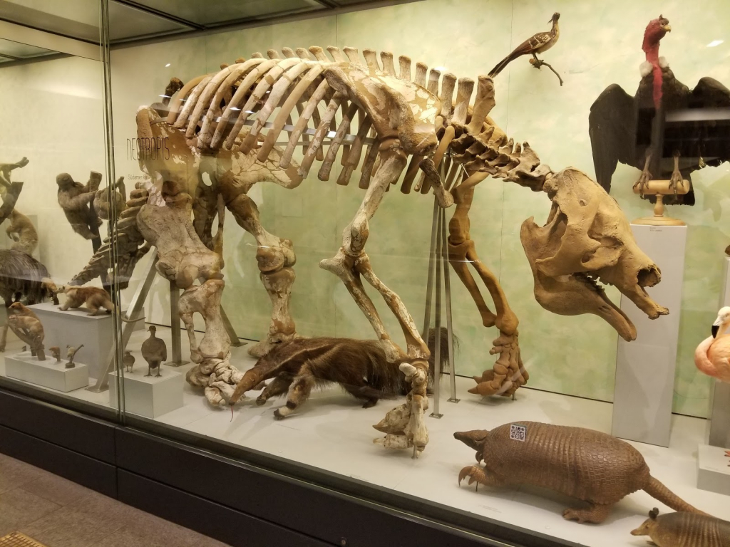 Museo Paleontológico de la Universidad de Zúrich