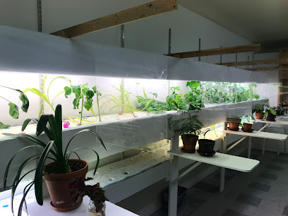 Mångkulturella Föreningen