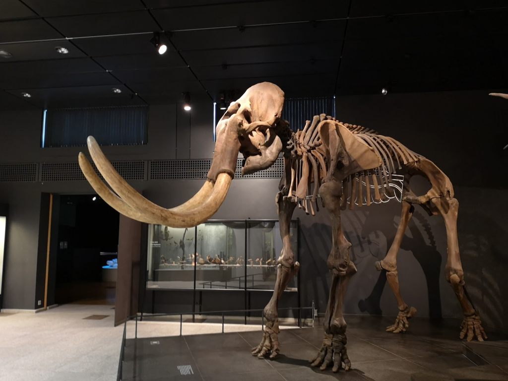 Museo Zoológico, Universidad de Zúrich