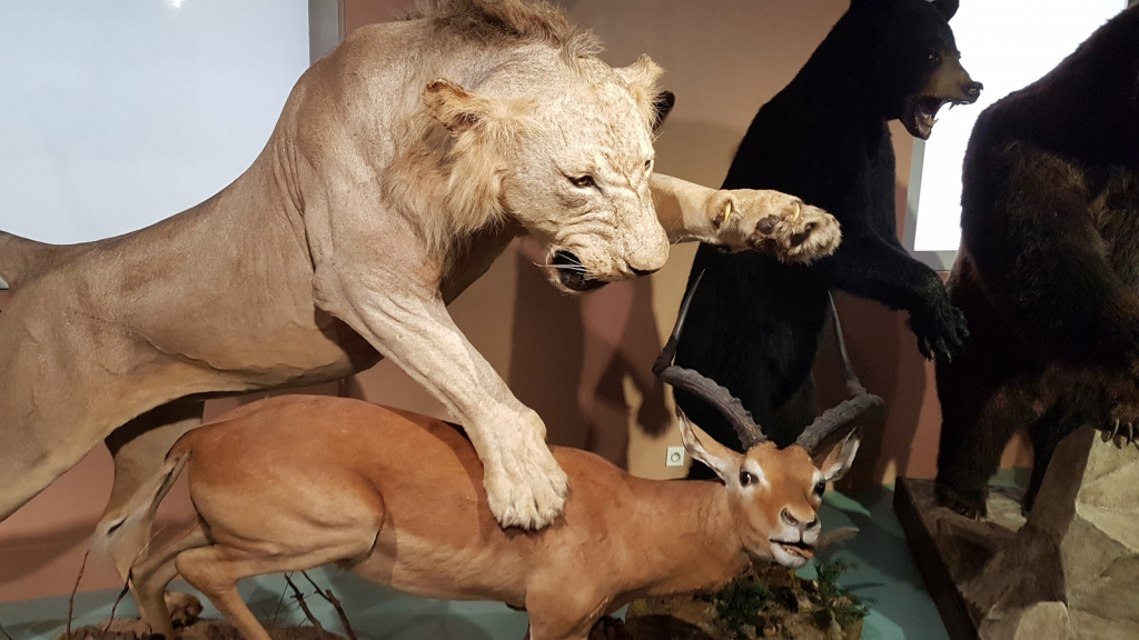 Museo de Historia Natural de Tours