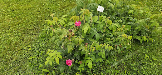 Jardín de rosas Aurora Borealis