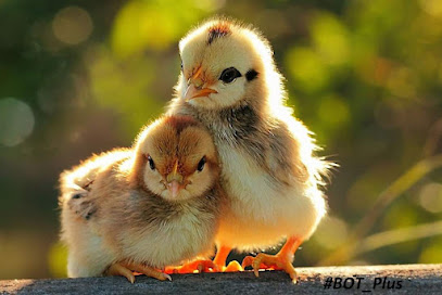 Tukåsen Norra Ämterud