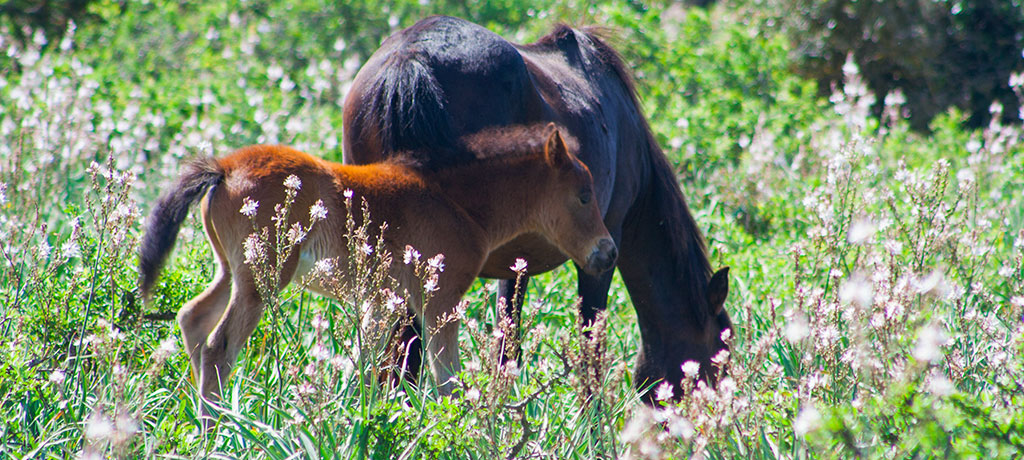 Museo Cívico del Cavallino de la Giara