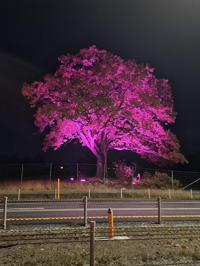 El Viejo Maestro - 2