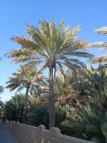 Oasis de Al Ain