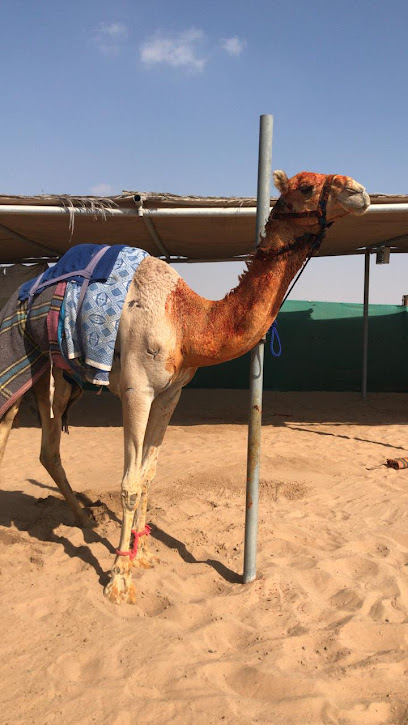 Casa de Awad Al-Sabousi para camellos