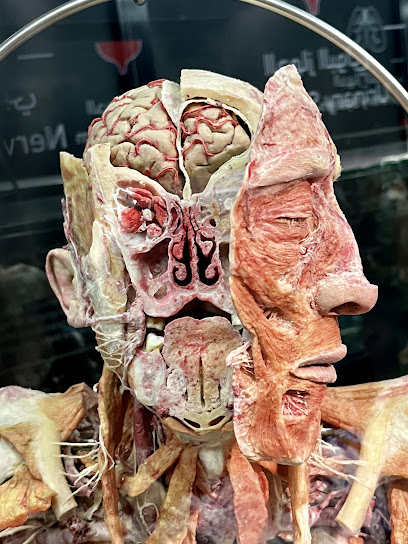 Museo del Cuerpo