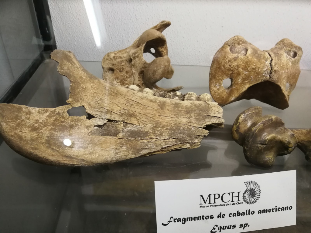 Museo Paleontológico de Chile