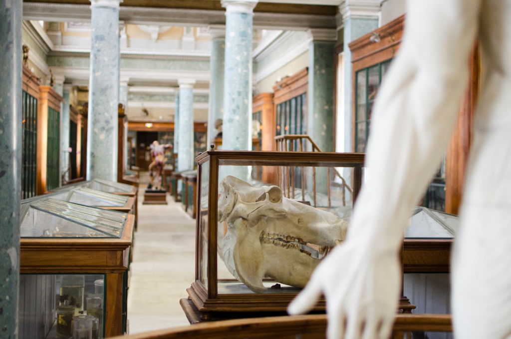 Museo y Conservatorio de Anatomía