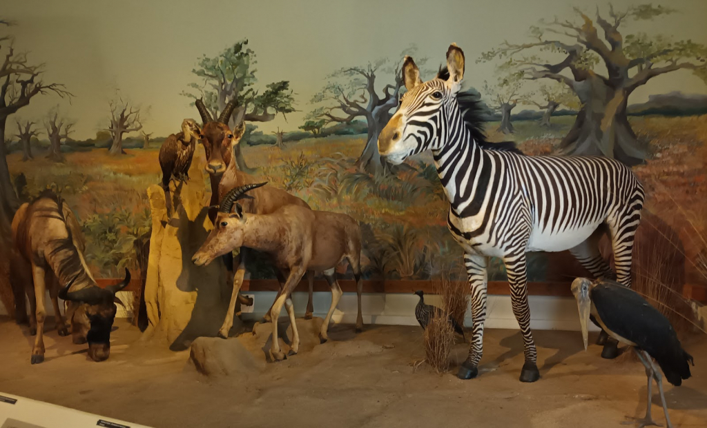 Museo de Historia Natural Gabriel Foucher
