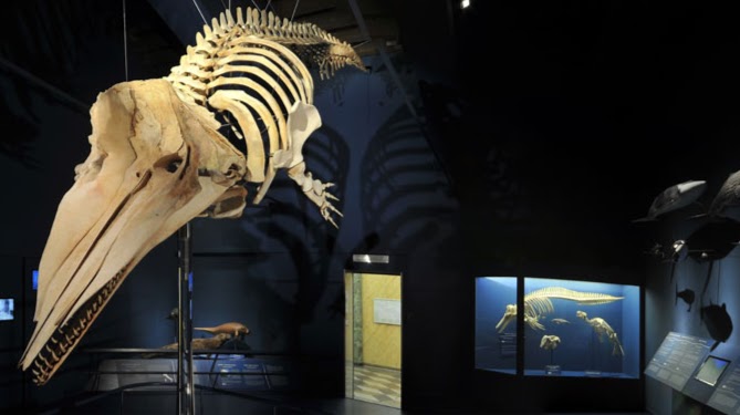 Museo Cívico de Ciencias Naturales de Bérgamo