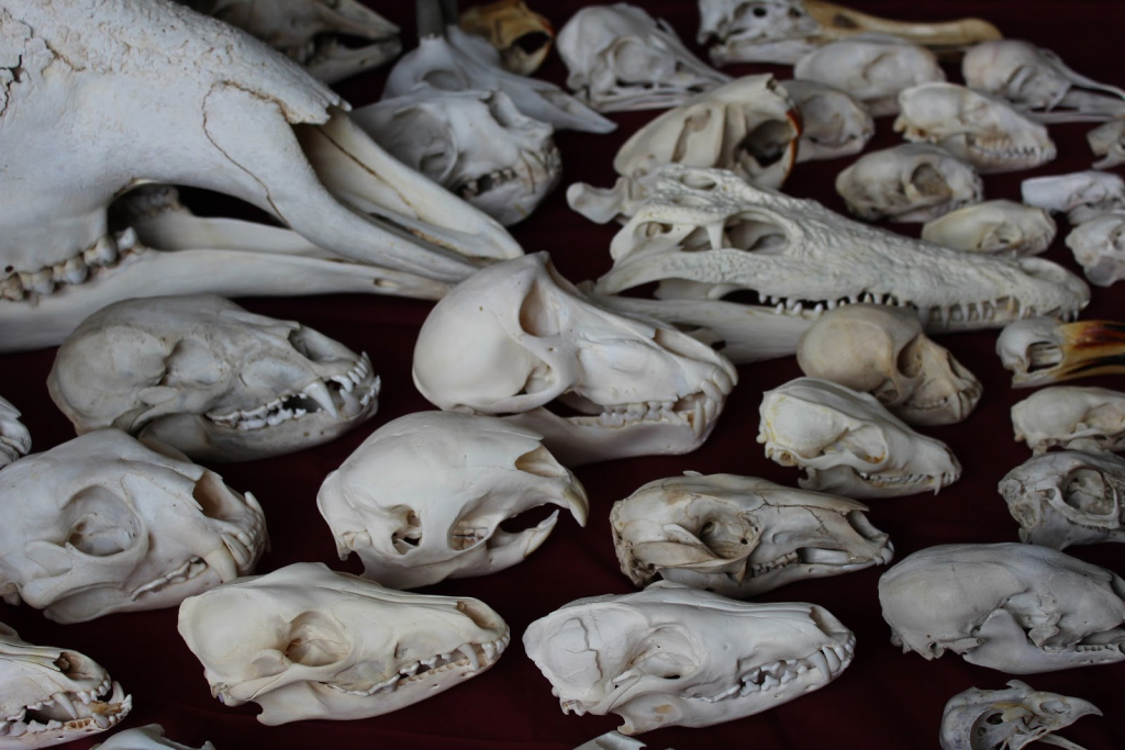 Museo de Misterios Naturales de Dunedin