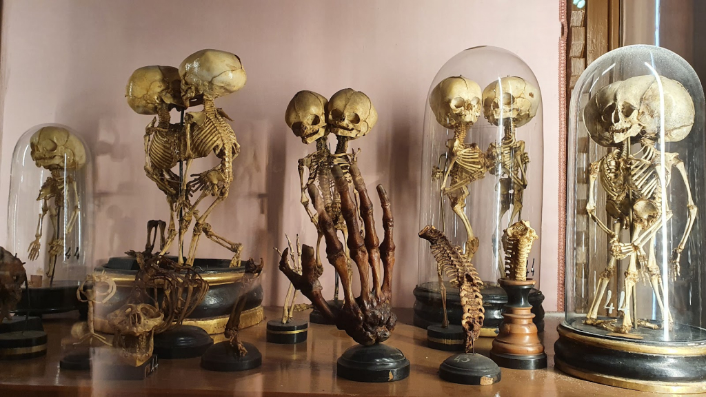 MUSA - Museo Universitario de las Ciencias y las Artes