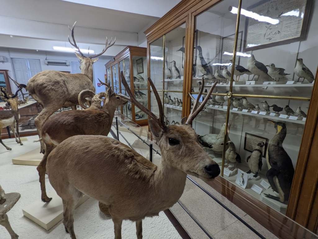 Museo de Historia Natural Victor Brun