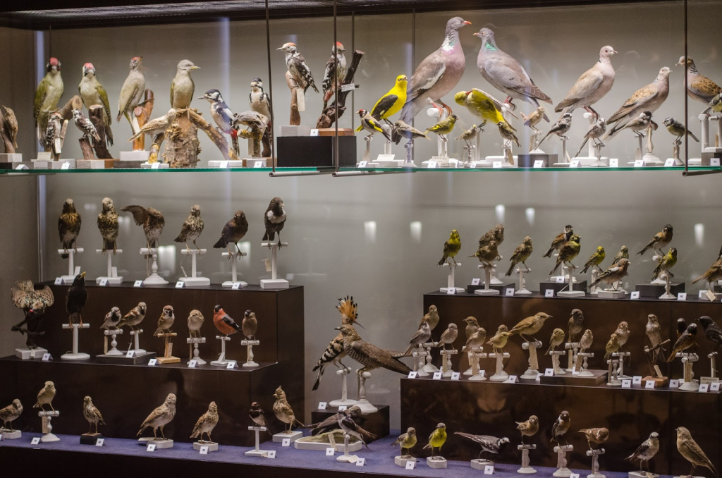 Museo Bernard d'Agesci