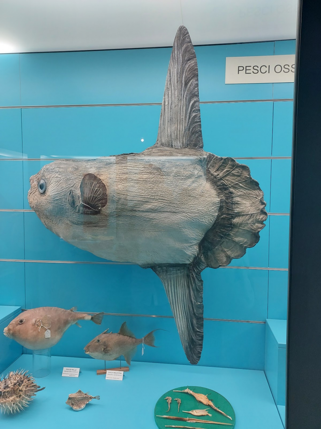 Museo Cívico de Historia Natural