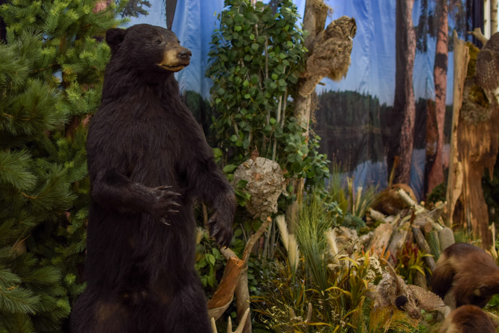 Museo de Lac La Biche