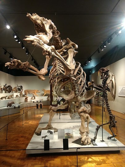 Museo de Zoología de la Universidad de São Paulo