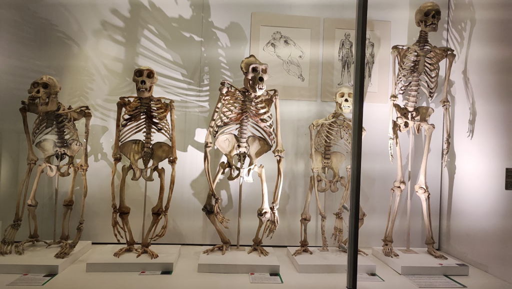 Museo Universitario de Zoología