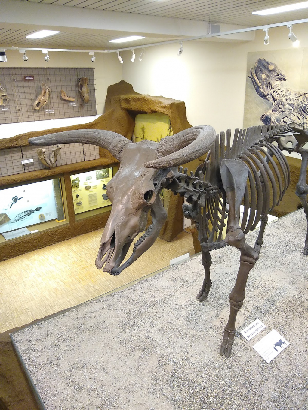 Museo Palatinado de Historia Natural