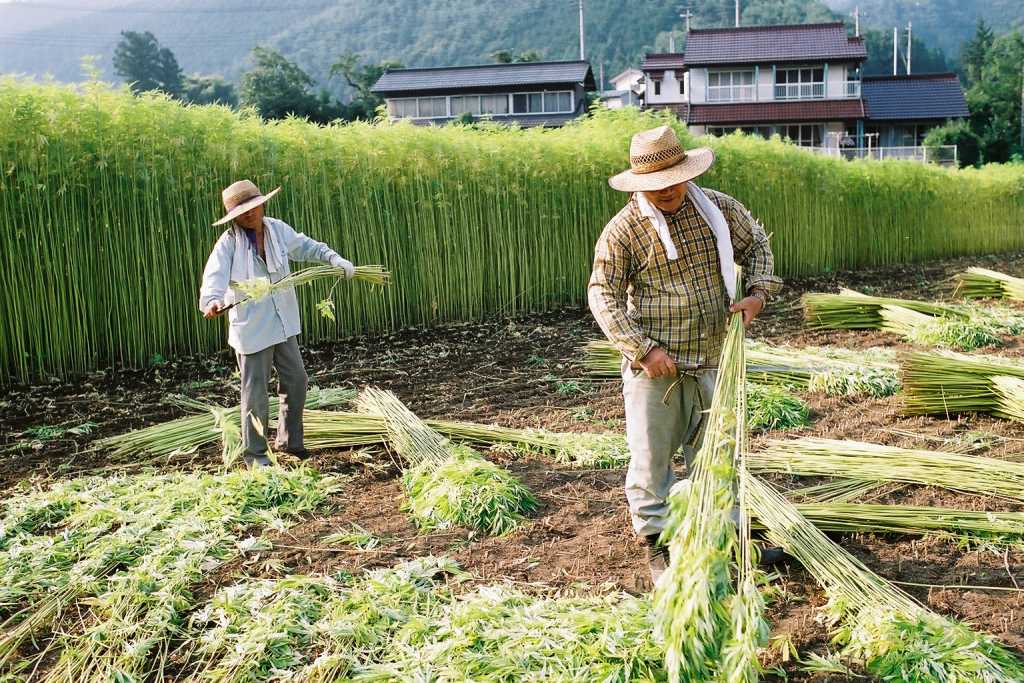 Museo del Cáñamo de Queensland