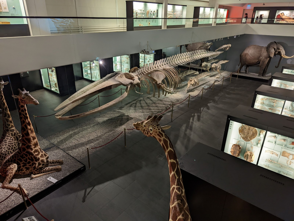 Museo de Historia Natural de Berna