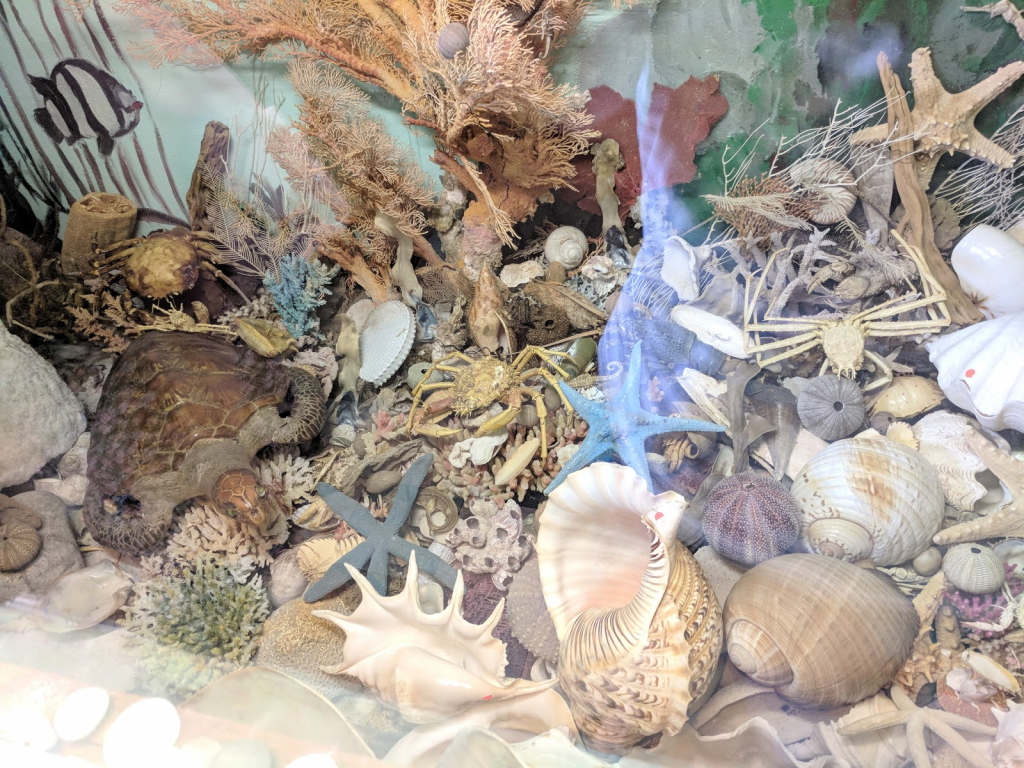 Museo de Conchas de Port Stephens