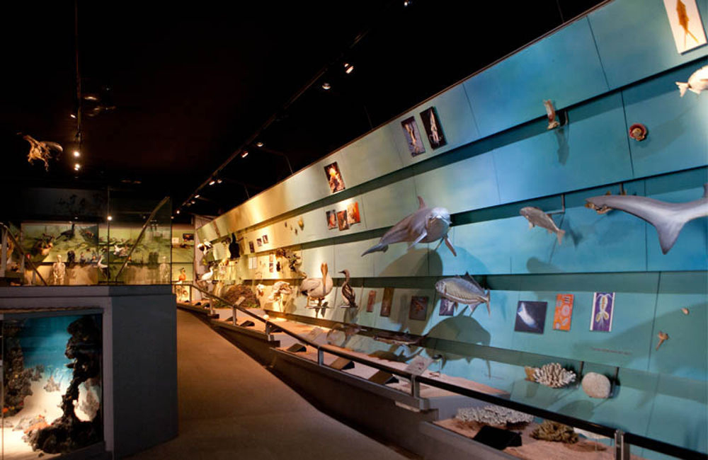 Museo de Historia Natural