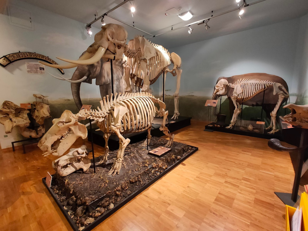 Museo Cívico de Historia Natural
