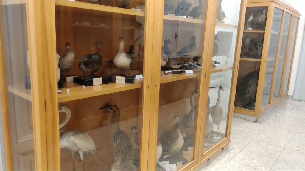 Museo de Zoología