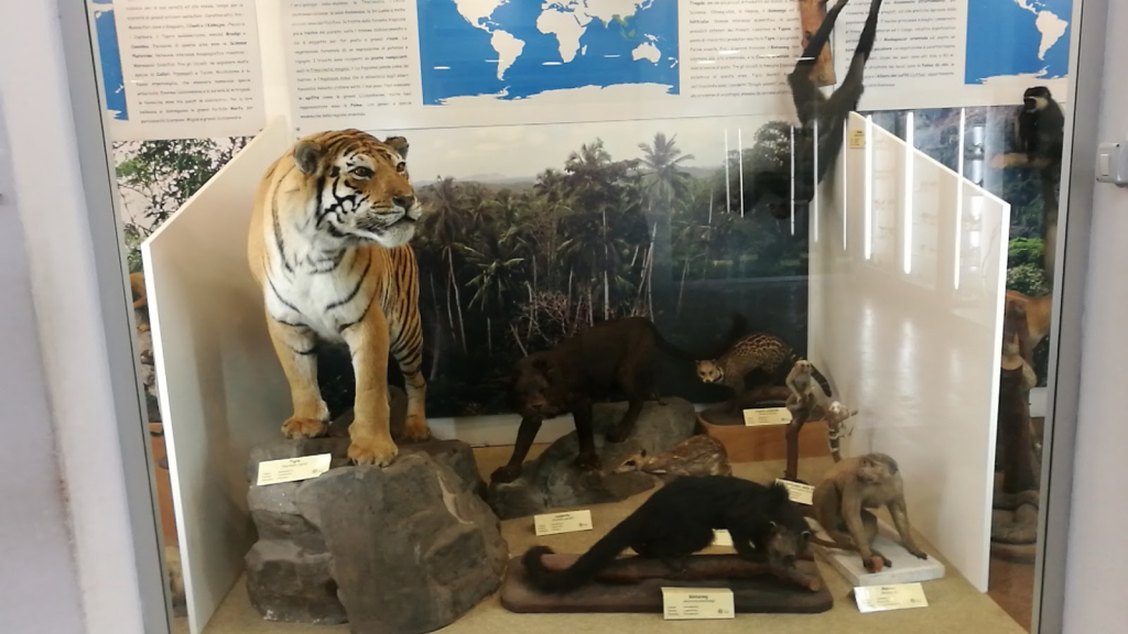 Museo Zoológico, Catania