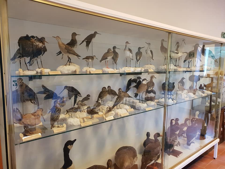 Villa Pertusati - Museo de Historia Natural
