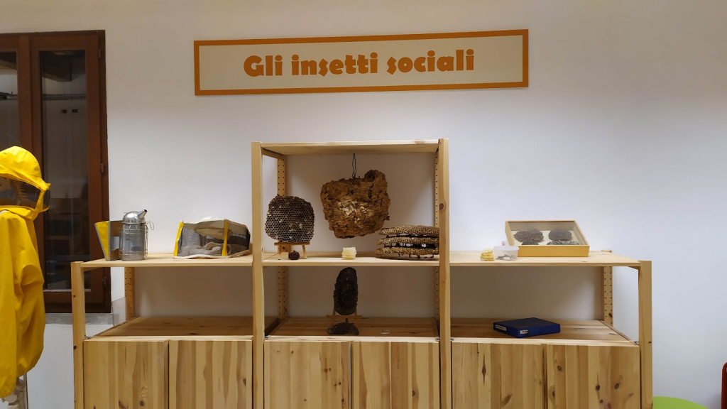 Museo Insetti