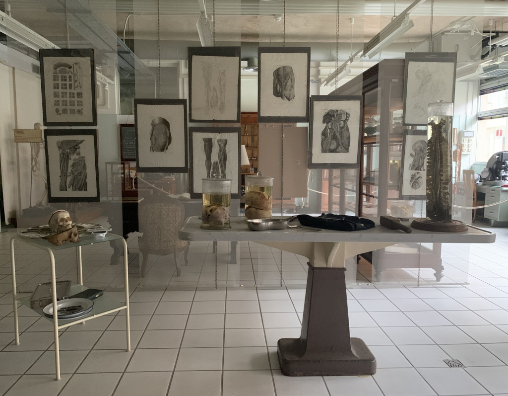 Museo Anatómico Leonetto Comparini