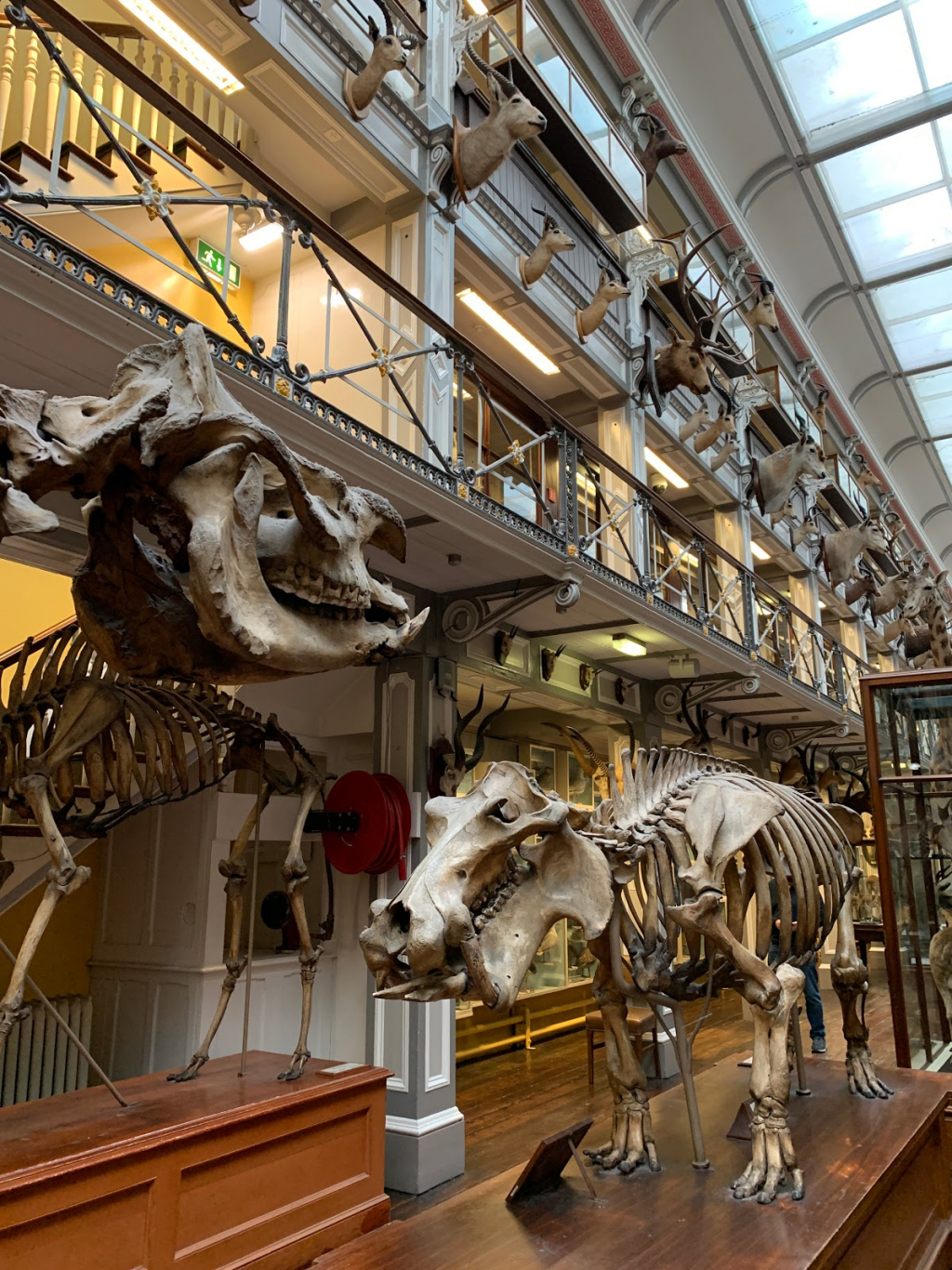Museo Nacional de Irlanda - Historia Natural