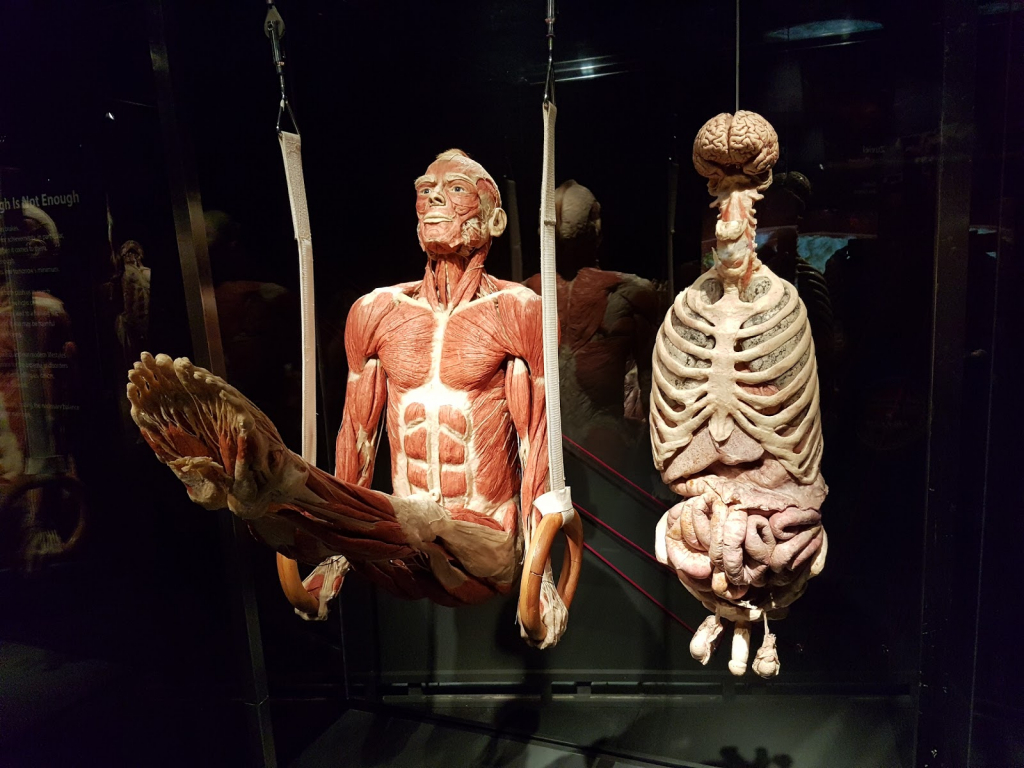 Museo de las Personas - El primer museo de BODY WORLDS