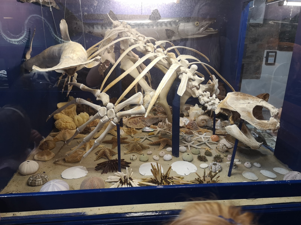 Museo de Fósiles Dinosaurland