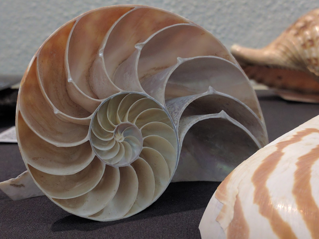 Museo Geológico Cockburn