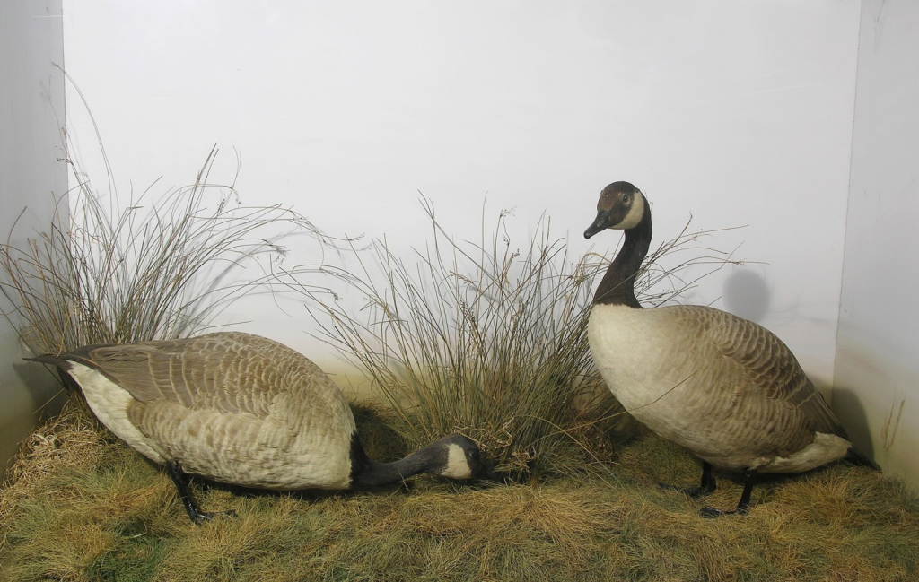 Museo Booth de Historia Natural
