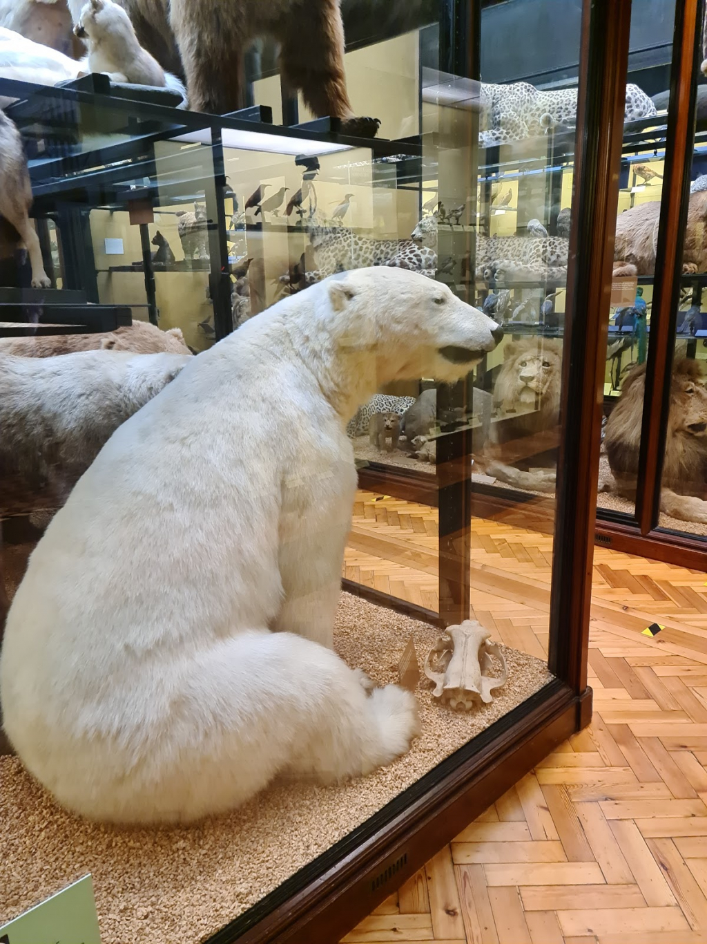 Museo de Historia Natural de Tring