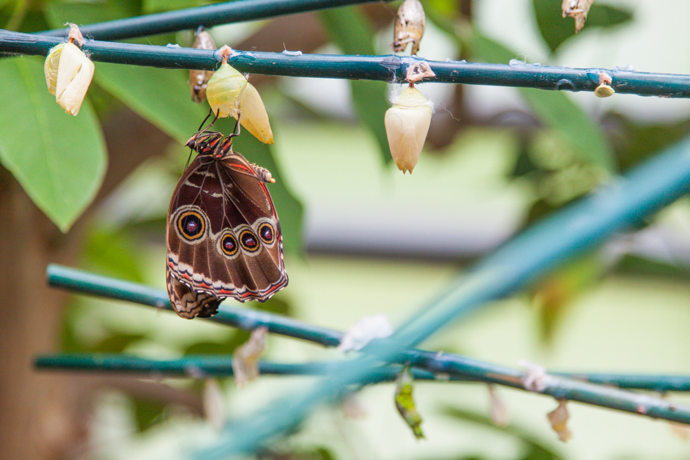 Museo de Historia Natural Cumberland House