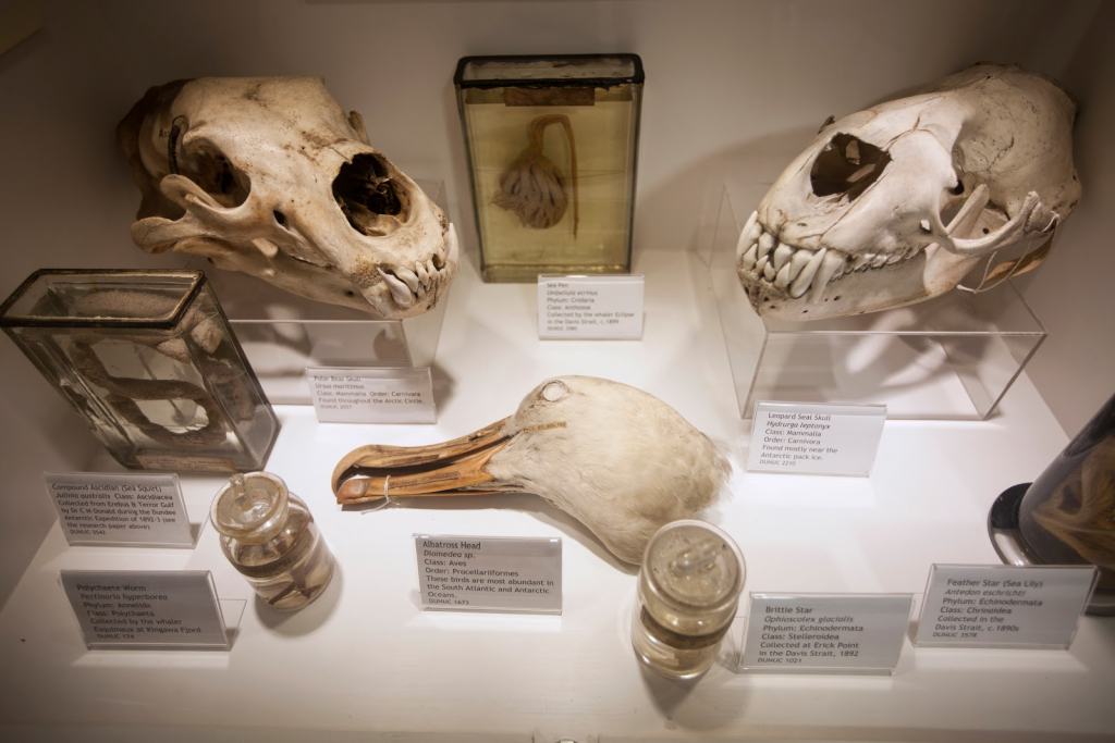 Museo de Zoología D'Arcy Thompson - Universidad de Dundee