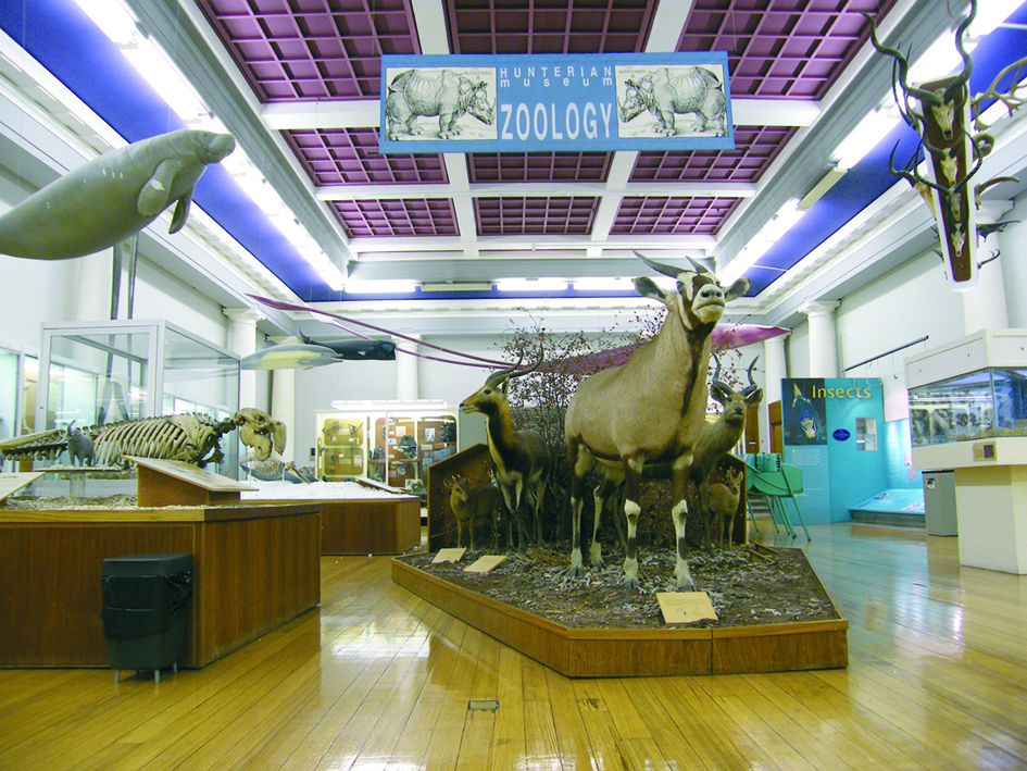 Museo de Zoología Hunteriano